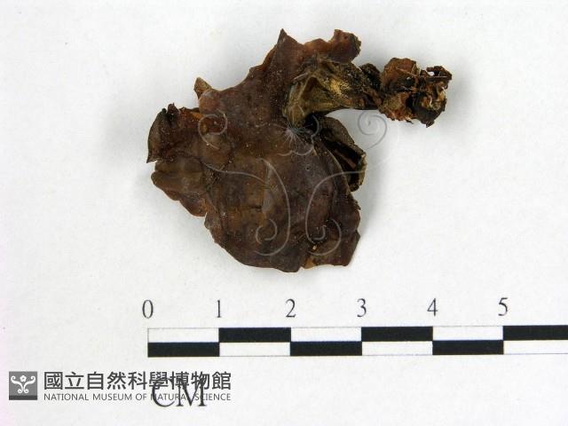 登錄號:F0000985藏品圖，第1張