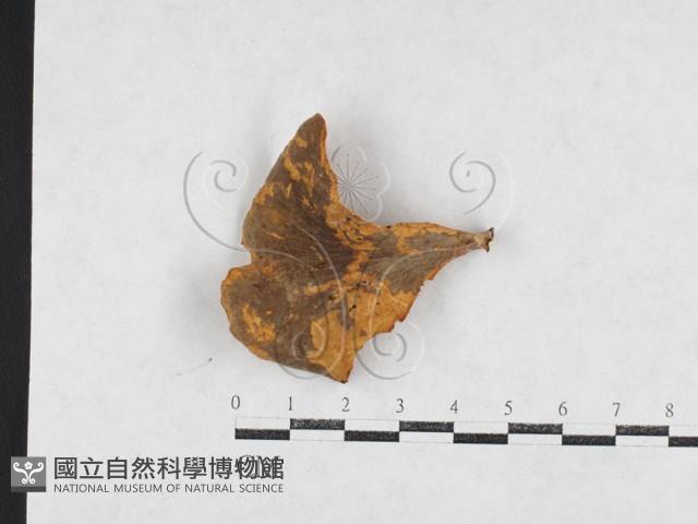 登錄號:F0026985藏品圖，第1張