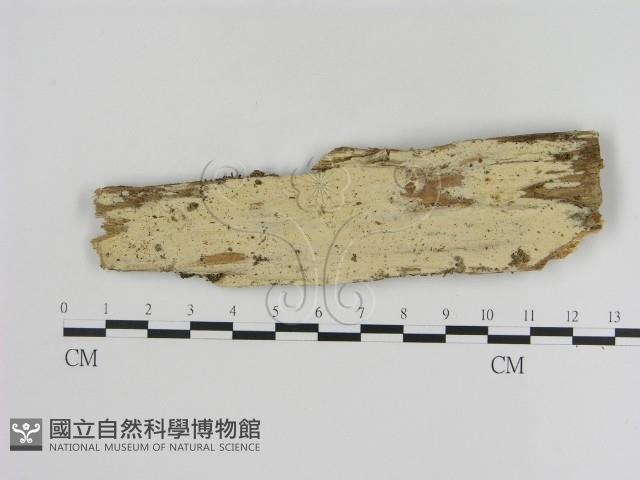 登錄號:F0016985藏品圖，第1張