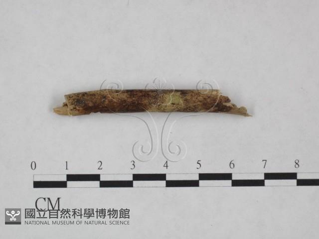 Accession Number:F0024985 Collection Image, Figure 1, Total 3 Figures