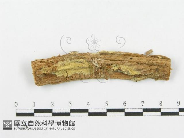 登錄號:F0004985藏品圖，第1張