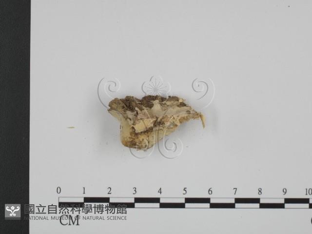 登錄號:F0014985藏品圖，第1張