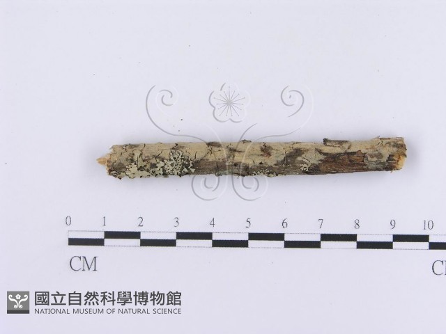 登錄號:F0002985藏品圖，第1張