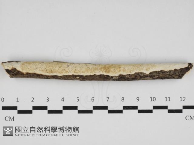 Accession Number:F0032985 Collection Image, Figure 1, Total 2 Figures