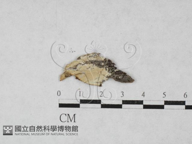 絲皮菌屬藏品圖，第1張
