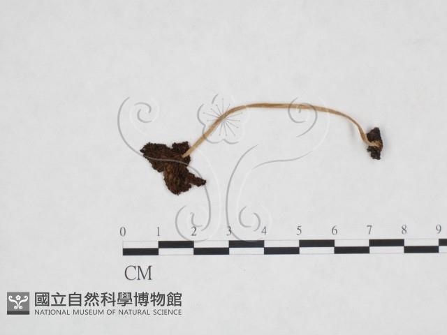 鬼傘屬藏品圖，第1張