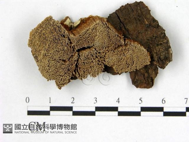 登錄號:F0005985藏品圖，第1張