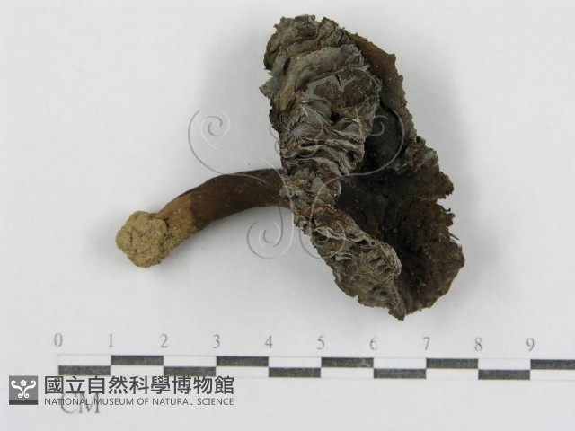 紅菇屬藏品圖，第1張