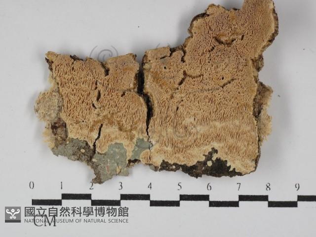 絲齒菌屬藏品圖，第1張