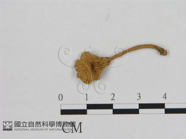 登錄號:F0009985藏品圖，第1張