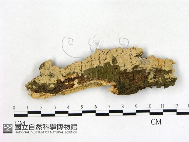 登錄號:F0019985藏品圖，第1張