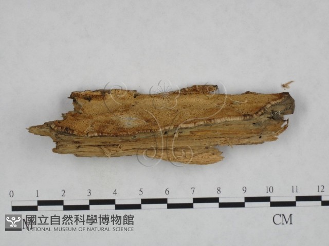 登錄號:F0023985藏品圖，第1張
