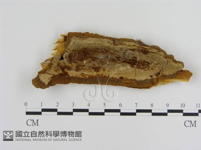登錄號:F0013985藏品圖，第1張