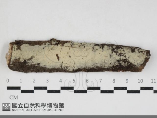 顯絲菌屬藏品圖，第1張