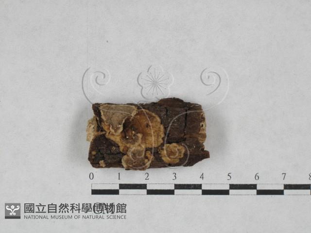 登錄號:F0028685藏品圖，第1張