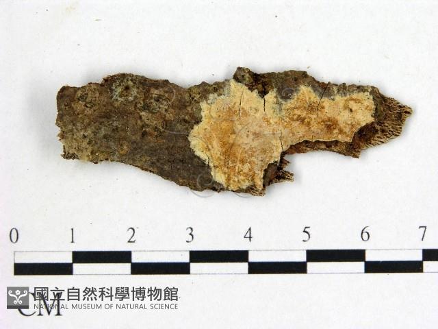 登錄號:F0008685藏品圖，第1張