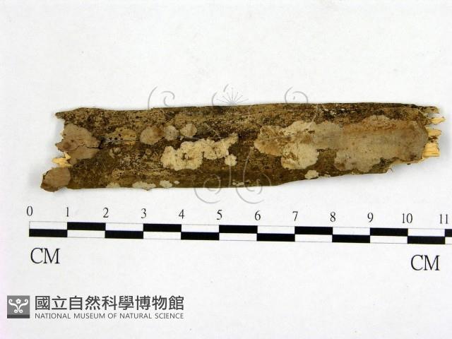 登錄號:F0018685藏品圖，第1張