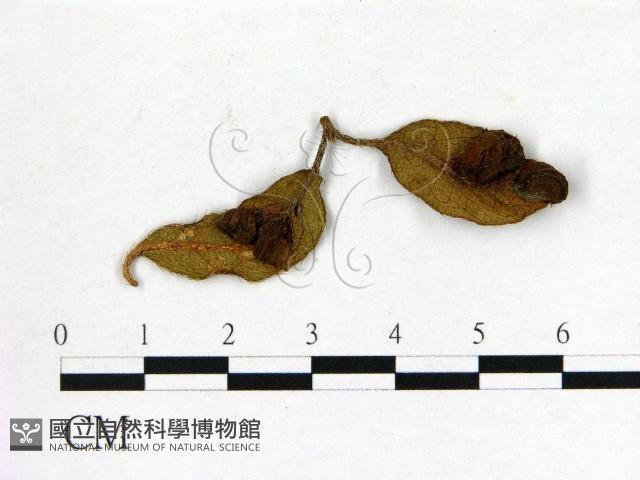 登錄號:F0020685藏品圖，第1張