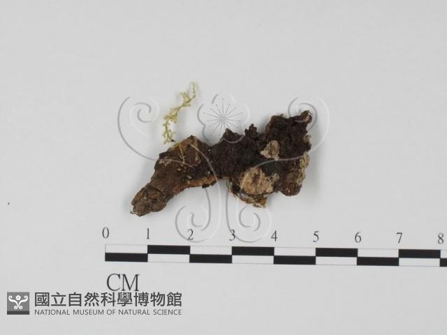 登錄號:F0000685藏品圖，第1張