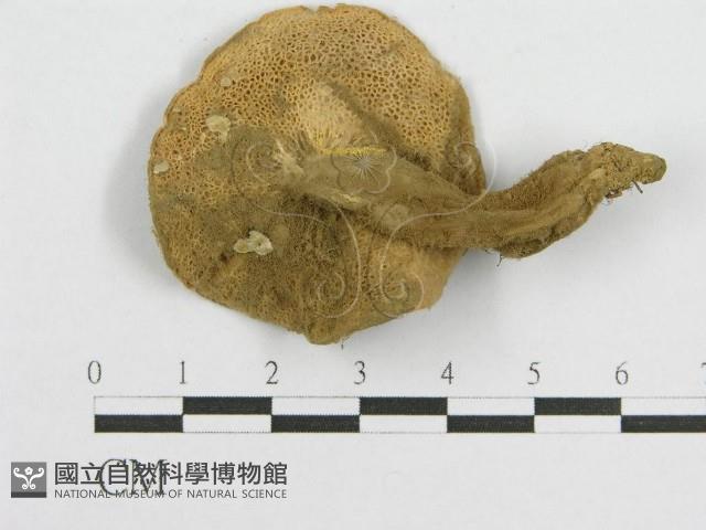 登錄號:F0010685藏品圖，第1張