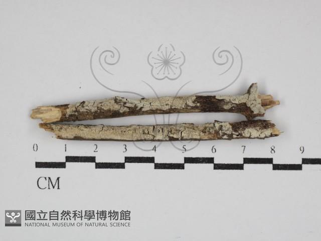 登錄號:F0030685藏品圖，第1張