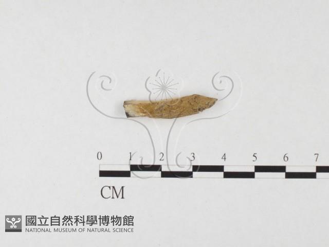 登錄號:F0026685藏品圖，第1張