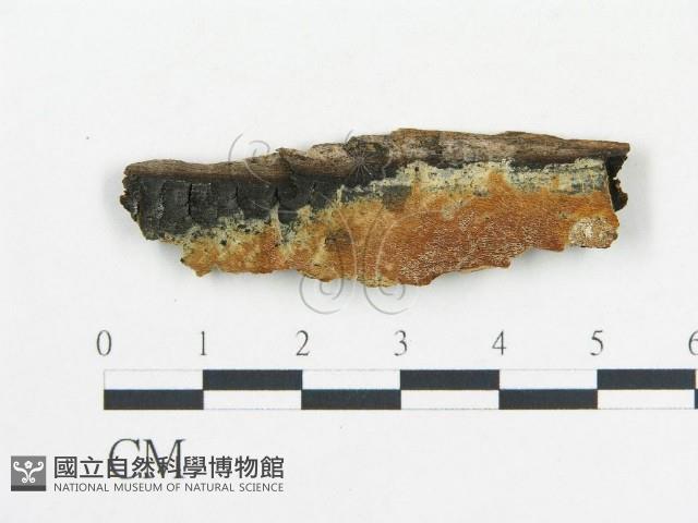 登錄號:F0006685藏品圖，第1張