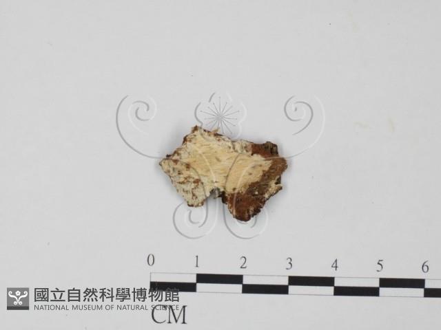 登錄號:F0021685藏品圖，第1張