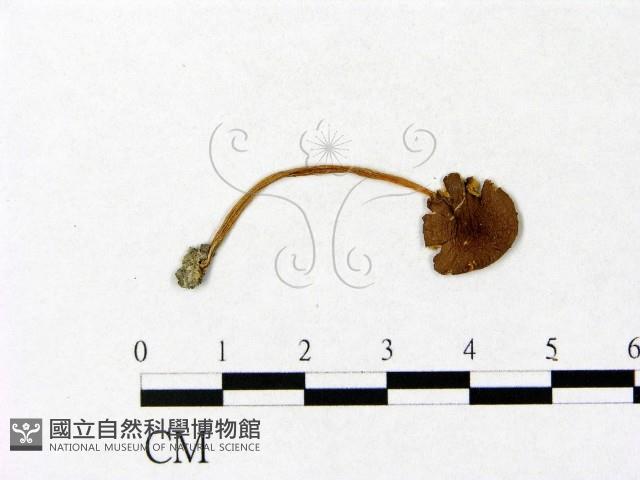 微皮傘屬藏品圖，第1張