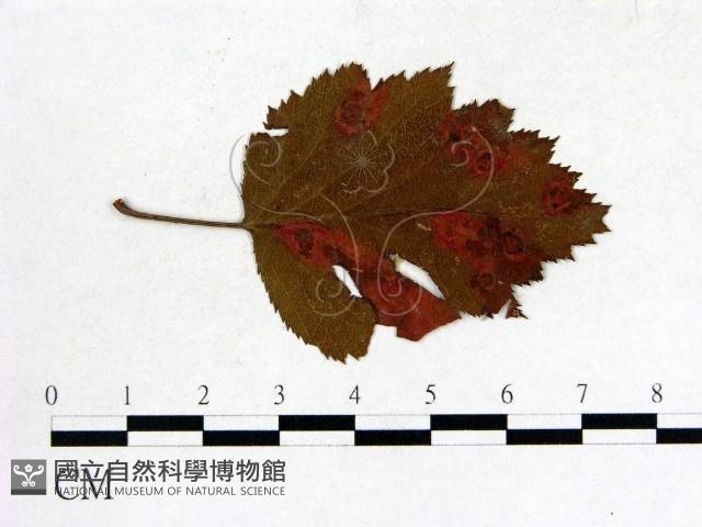 登錄號:F0011685藏品圖，第1張