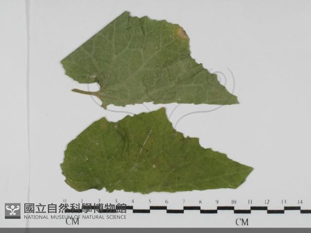登錄號:F0031685藏品圖，第1張