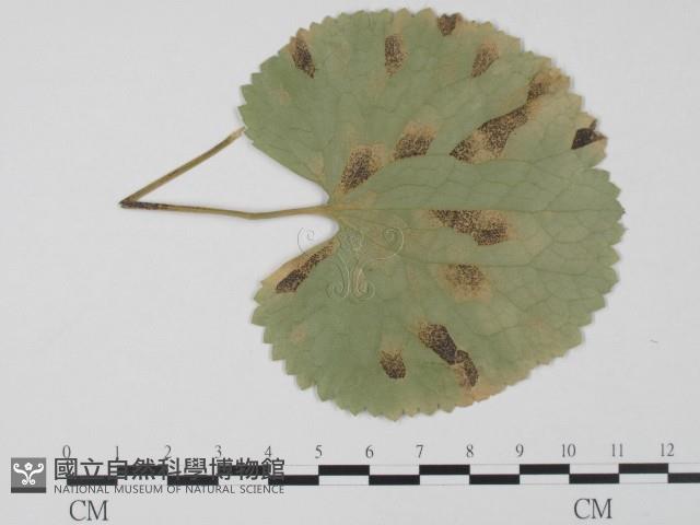 登錄號:F0004685藏品圖，第1張