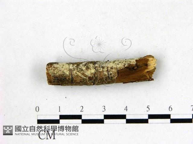 登錄號:F0022685藏品圖，第1張