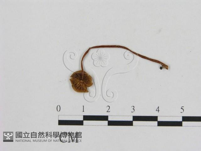 小菇屬藏品圖，第1張