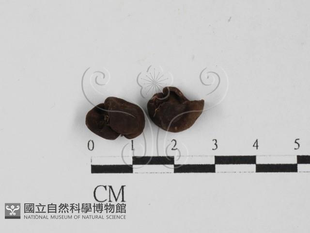 登錄號:F0027685藏品圖，第1張