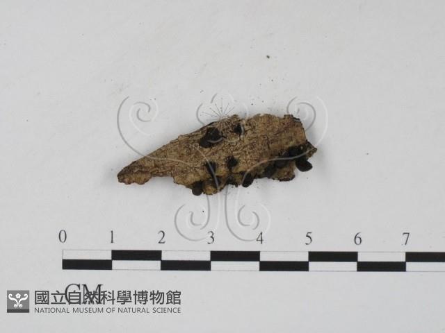 登錄號:F0007685藏品圖，第1張