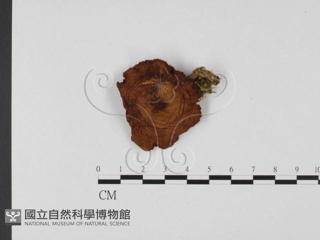 登錄號:F0025685藏品圖，第1張