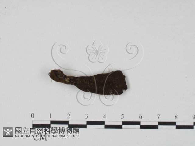 炭角菌屬藏品圖，第1張