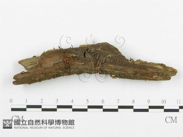 登錄號:F0015685藏品圖，第1張