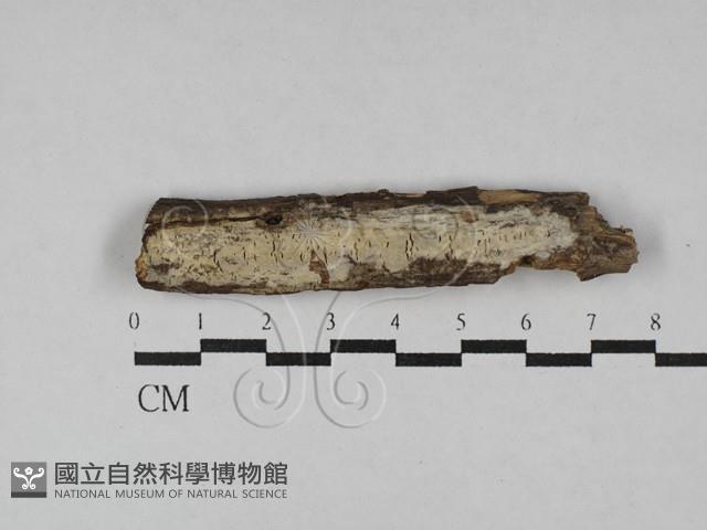 登錄號:F0029685藏品圖，第1張