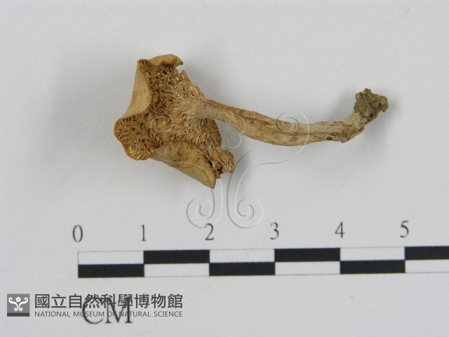 登錄號:F0009685藏品圖，第1張