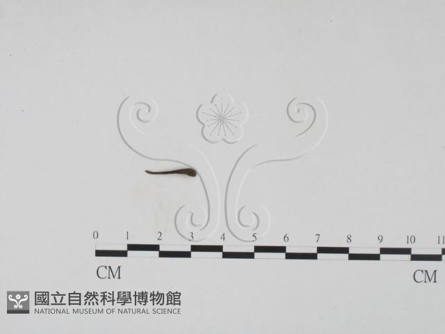 登錄號:F0019685藏品圖，第1張