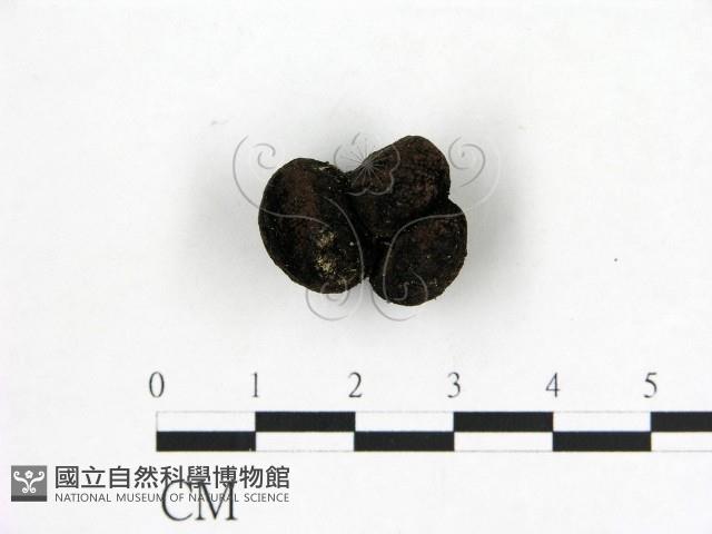 登錄號:F0003685藏品圖，第1張