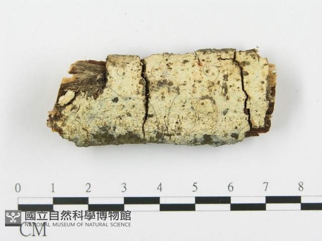 登錄號:F0013685藏品圖，第1張