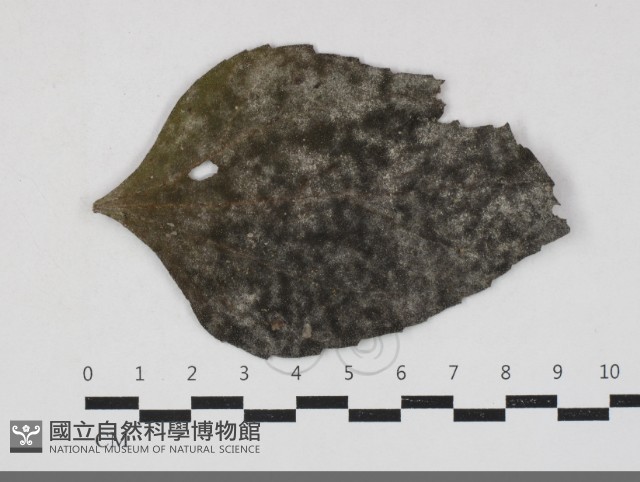 登錄號:F0033685藏品圖，第1張