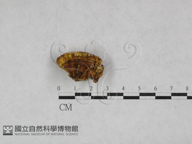 葉孔菌屬藏品圖，第1張