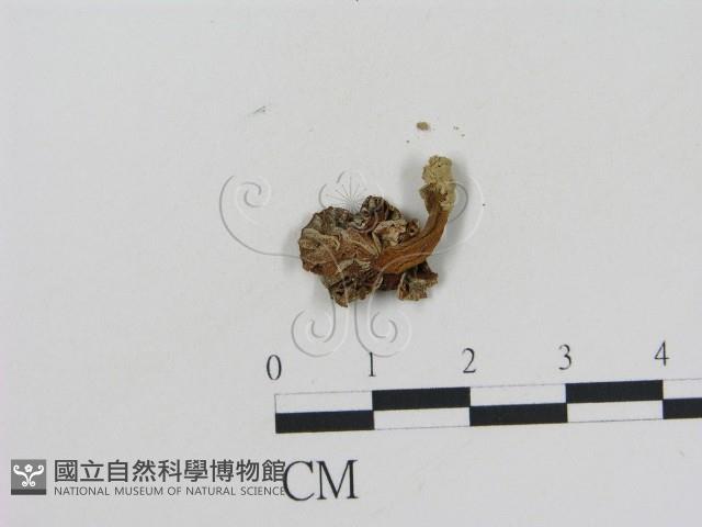 乳菇屬藏品圖，第1張