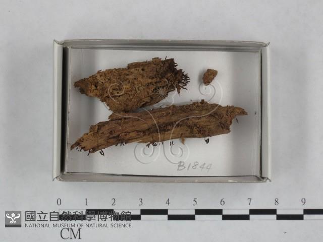 登錄號:F0018485藏品圖，第1張