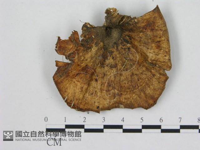 小孔菌屬藏品圖，第1張