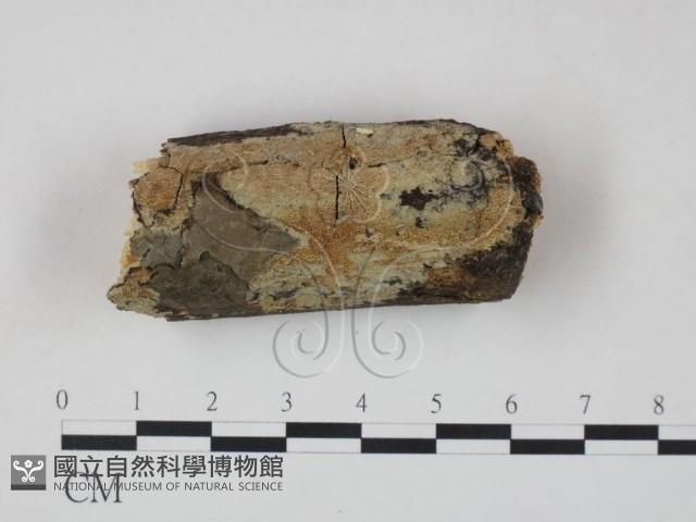 登錄號:F0000485藏品圖，第1張